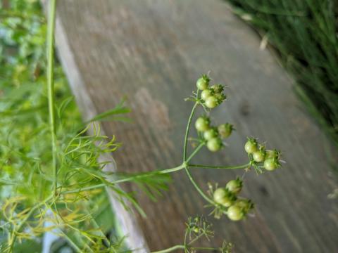 CIlantro-- green seed waiting to mature CIlantro-- green seed waiting to mature